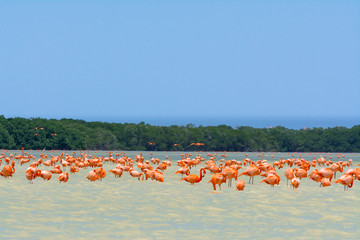 Los flamingos están comiendo en la Ría Celestún, Yucatán.