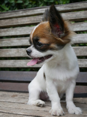 Chihuahua puppies with white sugar.