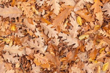 Orange Autumn Leaves Background. Outdoor