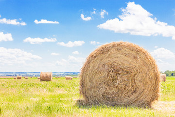 Hay bale. Agriculture field with sky. Straw on meadow. Wheat yellow golden harvest in summer. Concept Grain crop, harvesting.