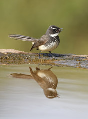 white-throated fantail is about 19 cm long. It has a dark fan-shaped tail, edged in white, and white supercilium and throat. There is otherwise much variation in plumage between races.