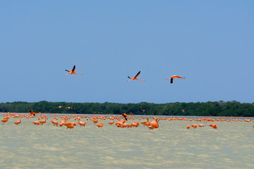 Tres flamingos están volando sobre la Ría Celestún, Yucatán.