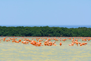 Reserva Biosfera de Ría Celestún Mérida Yucatán.
