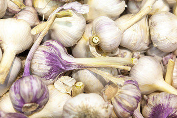 Pile of fresh white and purple garlic heads.