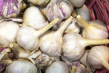 Pile of fresh white and purple garlic heads.