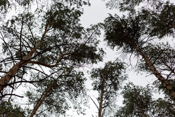 the tops of the trees in the forest. the tops of the pine trees. a very tall forest trees