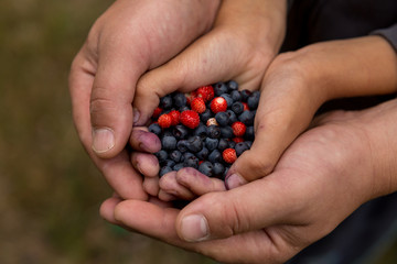ripe blueberries and strawberries in the hands of a child and father. wild berries in hands