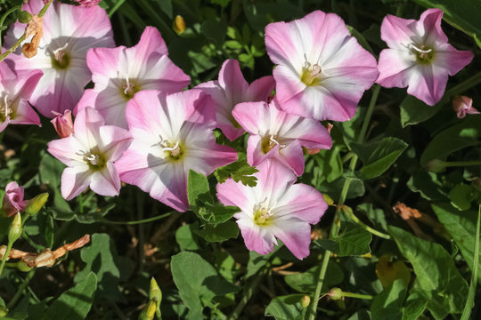 Rosa Bl&uuml;ten der Ackerwinde, Convolvulus arvensis