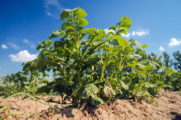 Fototapeta na wymiar Close up on a potato plants on a field in Masovian Voivodeship of Poland