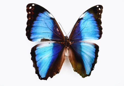 Close up on a Morpho deidamia butterfly isolated on white background