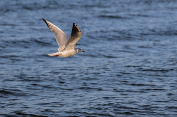 Seagull fly above Baltic Sea beach in Swinoujscie, Poland