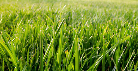 Close Capture On Green Grass Under The Summer Sun	