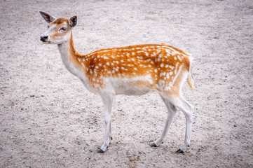 Naklejka na ściany i meble Female of Dama dama - Fallow deer