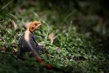 Uganda wild forest lizard