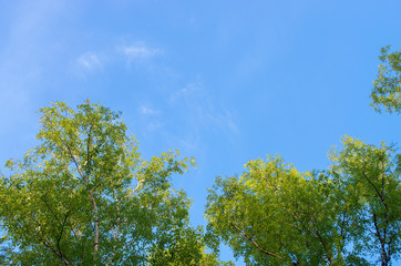 the tops of birch trees against the blue sky, in summer