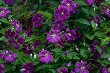 Purple Flowers