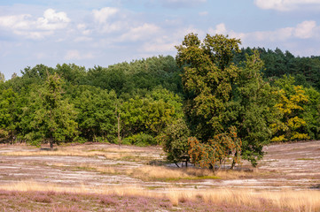 Fototapeta premium Gerodetes Heideland im Naturschutzgebiet Fischbeker Heide im Süden Hamburgs bei Tag und im Querformat.