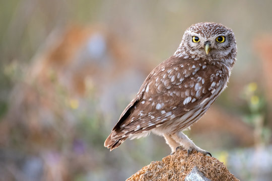 The little owl (Athene noctua) standing on a rock on a colorful background