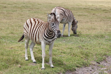Two Zebras in the Kruger National Park in South Africa