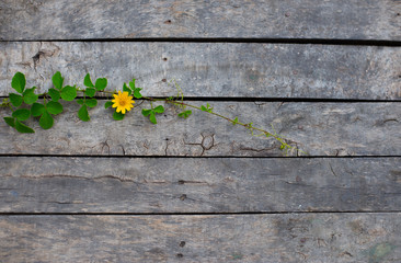 The blooming tree grows in the crevices of old wood.