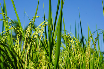 Beautiful rice are growing in field with the blue sky.