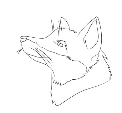 portrait of a fox, lines, vector
