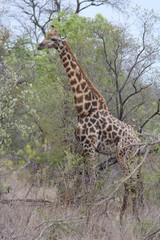 Giraffe in the Kruger National Park