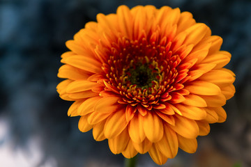 Botany, Yellow Gerbera flower with blurred background,  Daisy.Colorful. Selective focus used. Keukenhof 