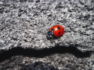 Single Red Ladybug on dried black volcanic Ground