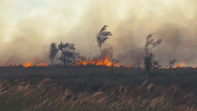 Forest in fire, burning trees, bushs, burning dry grass  in the peatbog. Heavy smoke against sky.