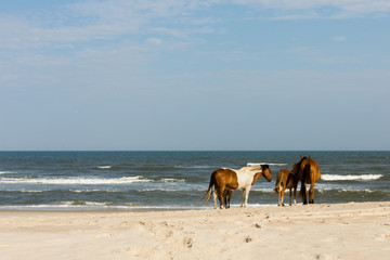 Three wild horses on beach by ocean Assateague Island National Seashore