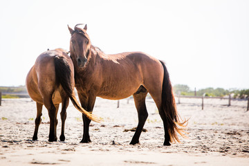 Naklejka premium two wild horses on beach Assateague Island National Seashore