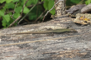 Mauereidechse, Podarcis muralis