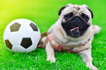 Fototapeta premium Cute brown Pug with football in garden 