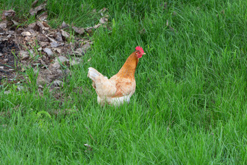 Chicken with a red scallop walks on the green grass.