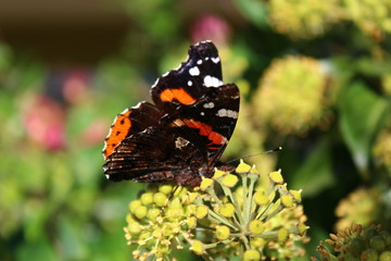 Admiral im Garten