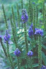 lavender, flower, purple, nature, plant, flowers, garden, field, summer, violet, herb, green, bloom, spring, blossom, floral, aroma, closeup, flora, beautiful, blooming, natural, beauty, macro, blue