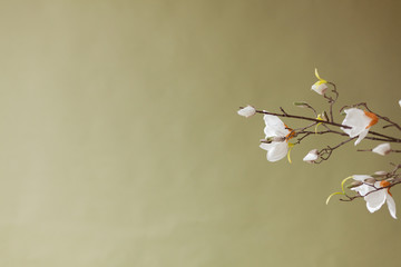 Magnolia flowers on a green background. khaki background. Magnolia branch