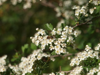 flor espino y abeja