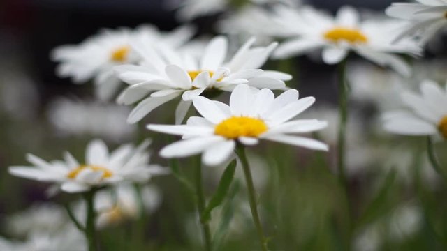 Daisies in the garden