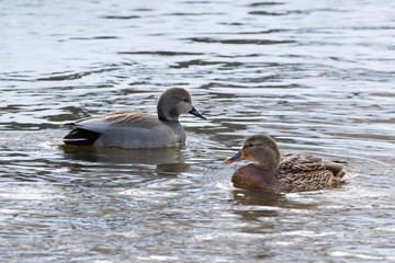 Gadwall (Anas strepera)