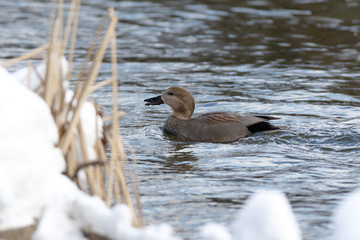 Gadwall (Anas strepera)