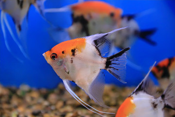 Aquarium fish