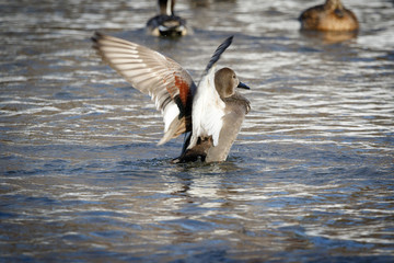 Gadwall (Anas strepera)