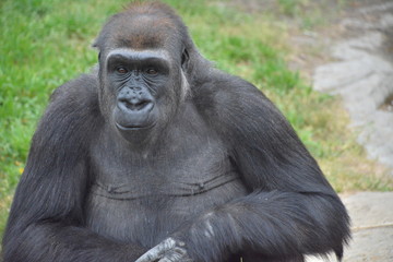 gorille