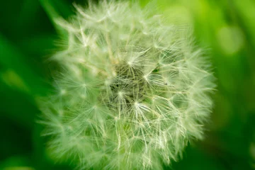 Rolgordijnen dandelion © Zuzana