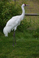 Héron