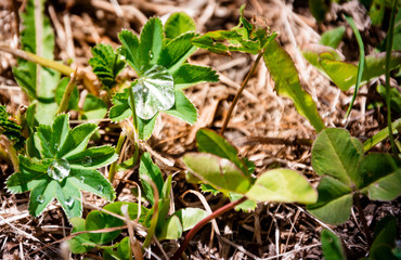 Wassertropfen in Pflanze