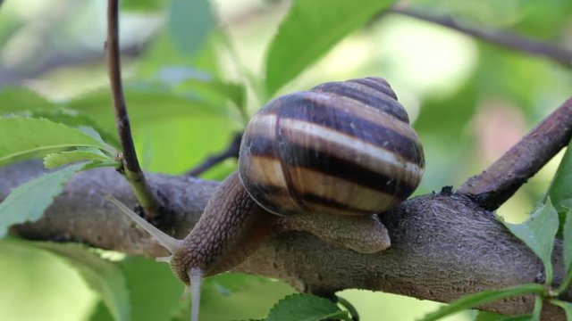 A large grape snail crawls on a branch of a garden tree and looks down