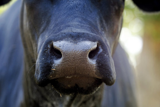 Angus cow nose closeup on cattle farm.  Great agriculture beef industry lifestyle image.